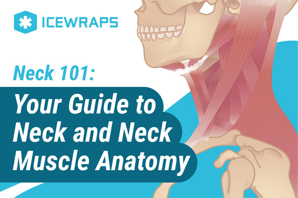 Back 101: Your Guide to Back Anatomy - IceWraps